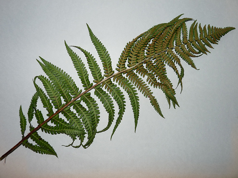 Dryopteris cfr. filix-mas